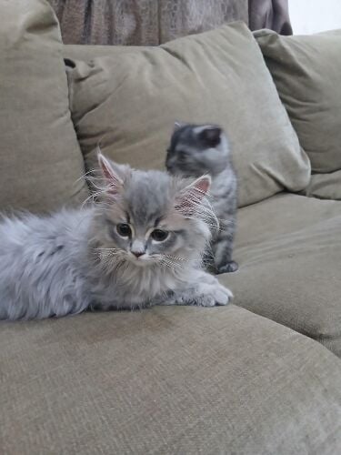 British long hair and Scottish fold