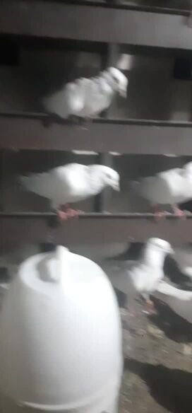 best pair for feeding pigeons 40