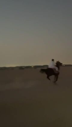 خيل للبيع 