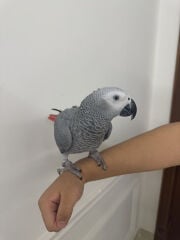 طير أليف جداً ويتكلم كلمات بسيطه