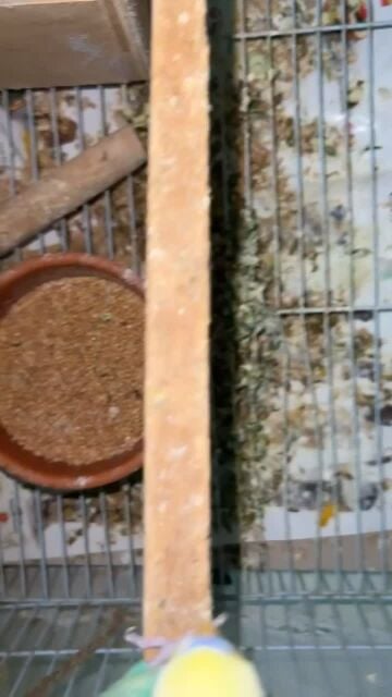 home bred budgies family 