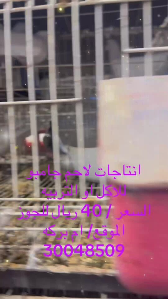 لاحم جامبو 