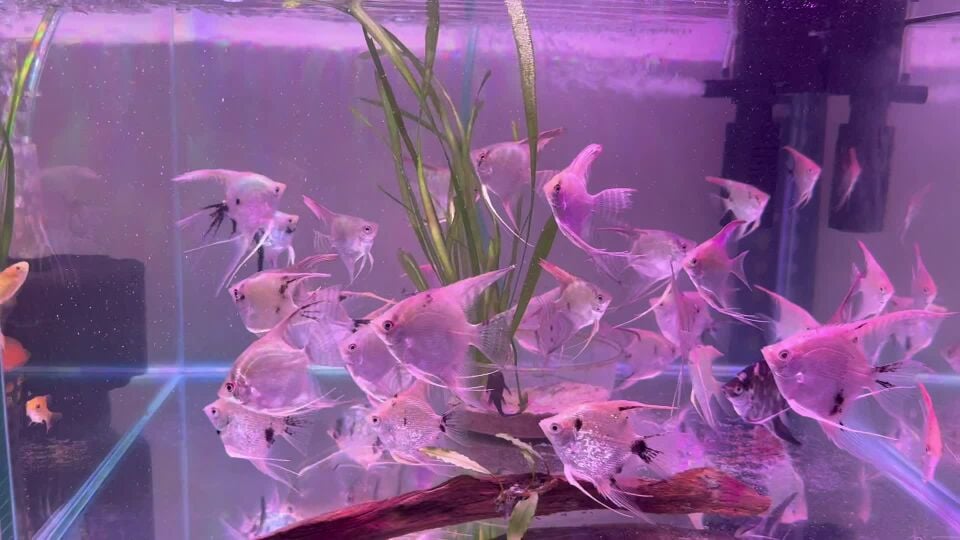 angle fish