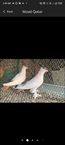 fancy pigeon