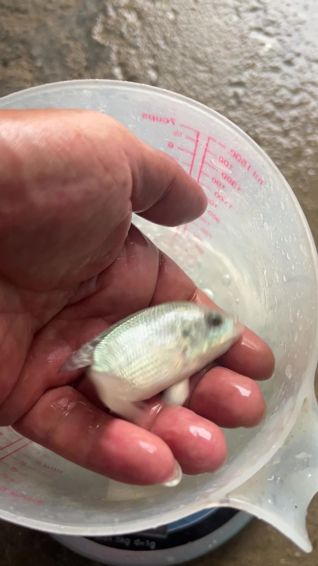 tilapia fingerlings 