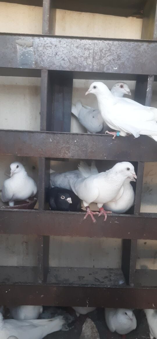 all pair 40 qar