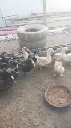 للبيع بط