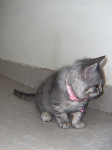 cat