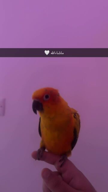 صح كنيور اليف 
