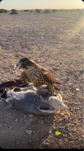 جير تبع مارا يشل بكر