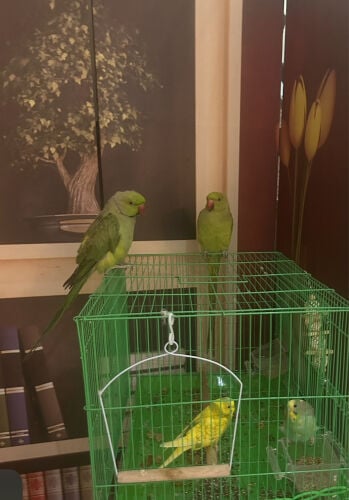 2 ringneck and 2 lovebirds 