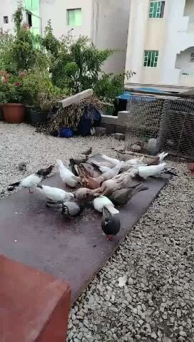 بوشهر مستوى قوي مشروطين