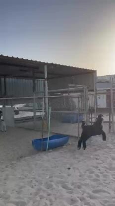 تيس عارضي طيب 