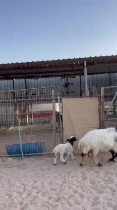 رغوث طيبه تحتها طلي طيب