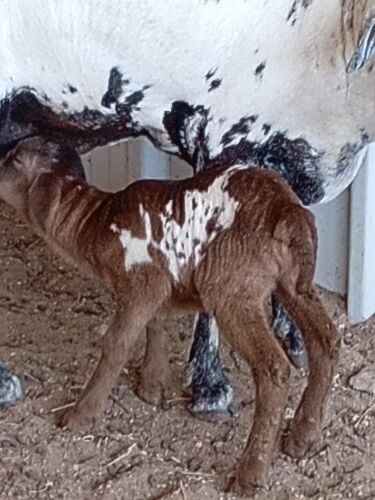باحث عن عمل