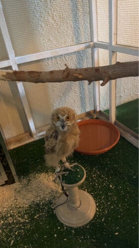 بومه