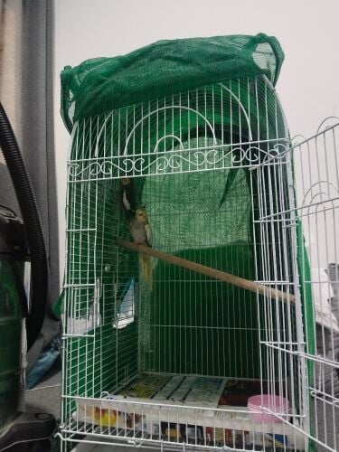 Big cage with a pair of cocktail