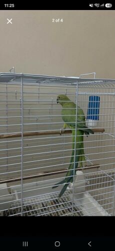 Green neck parrot