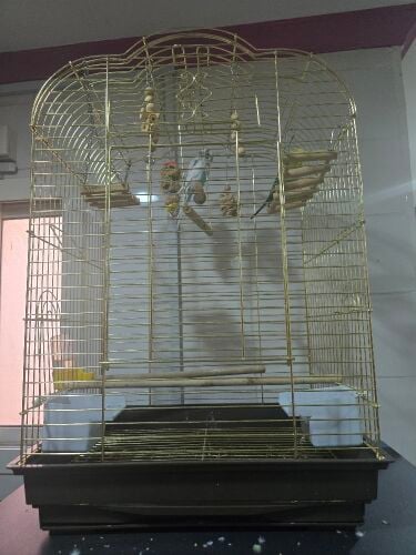bird
