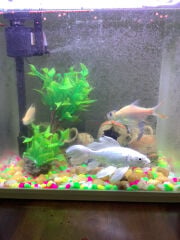 Fish 