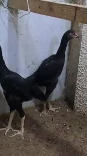 دجاج شامو أسود ألماني أصيل