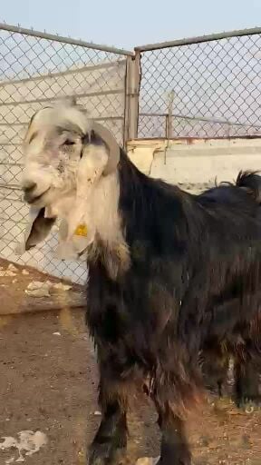للبيع تيس عارضي اشهب
