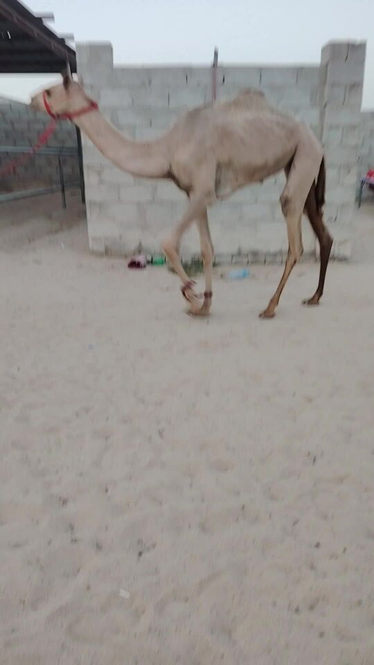 ليبيع بكره حقه الاب مشرف