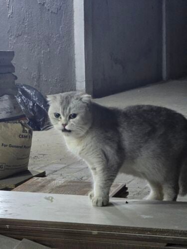 Scottish fold