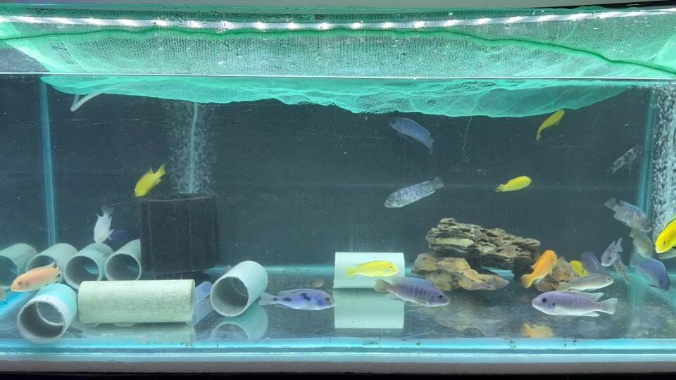 African cichilids