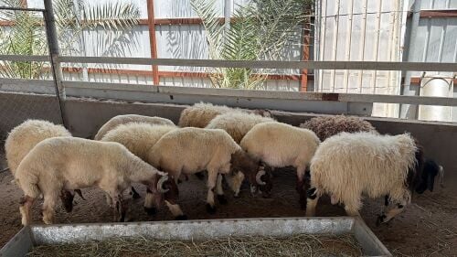 مطلوب شويهات او معزة ايه نوع من ا