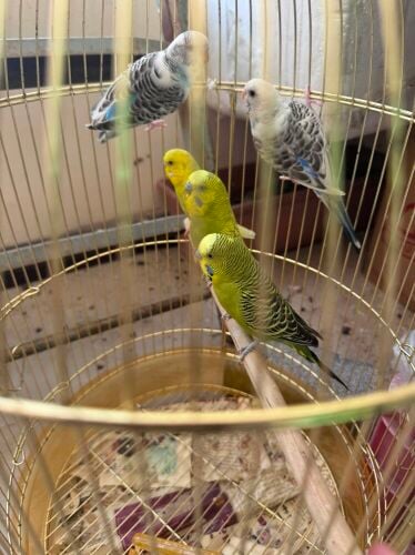 bajji pair 60 riyal only