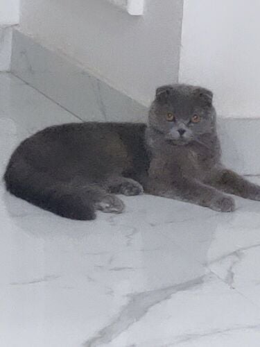 cat