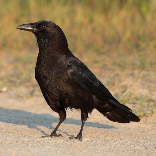 Black crow or raven wanted