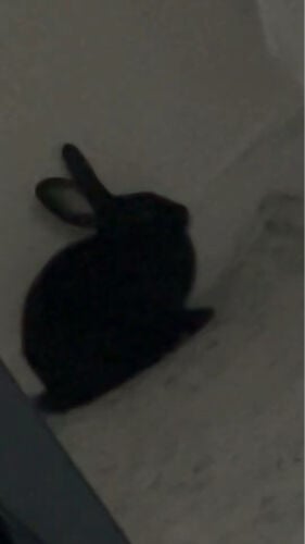 selling bunny