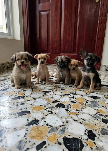 Chihuahua