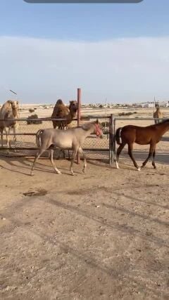 البيع حصان طيب بدون جواز 
