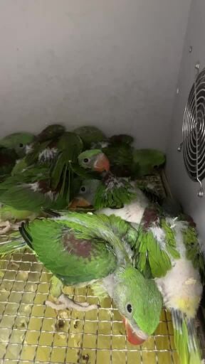 فروخ نيبالي