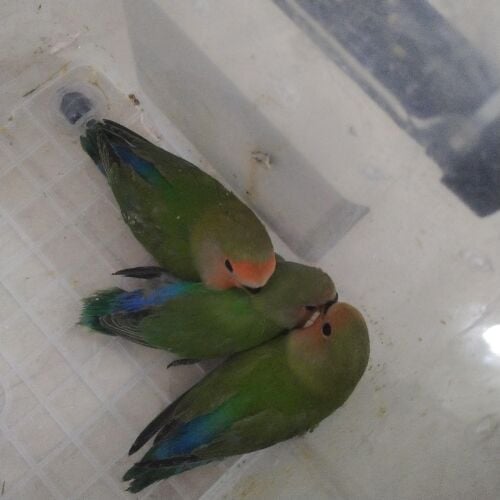 فروخ روز