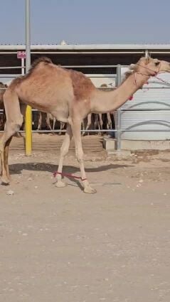 للبيع بكره طيب
