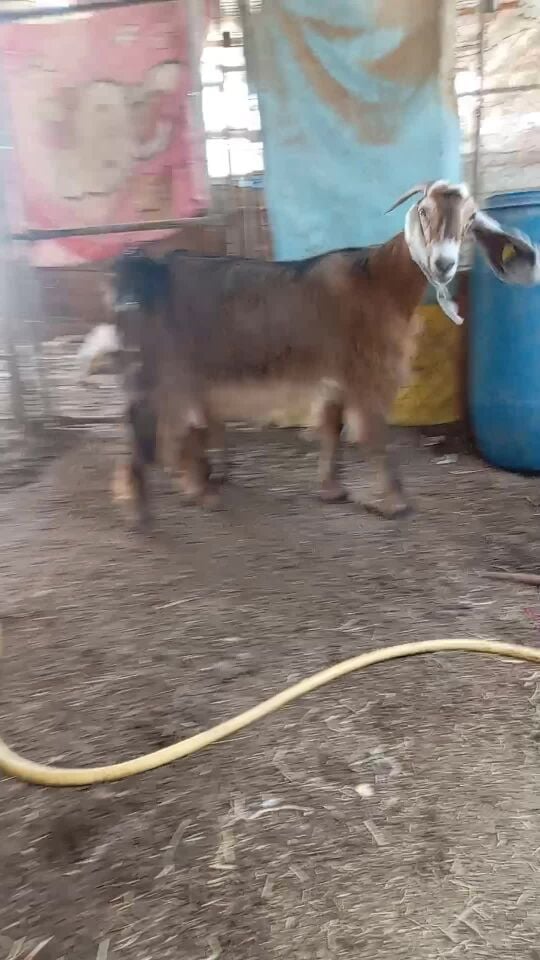 ابوسطان