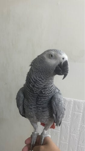 casko
