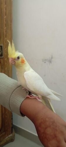 Lutino cocktail baby for sale