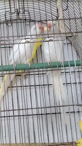 Albino and lutino ringneck