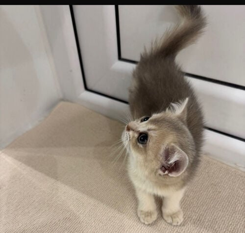 The cat has not yet been named.