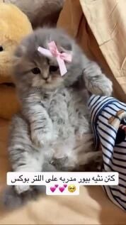 لولو قطة لعوبة سكوتش