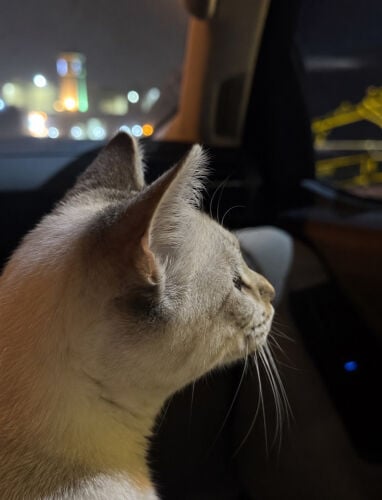 mix siamese cat