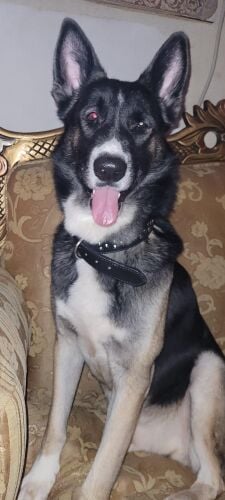 German shepherd mix husky male