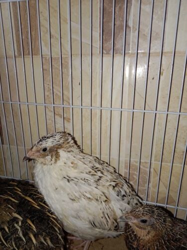 quails