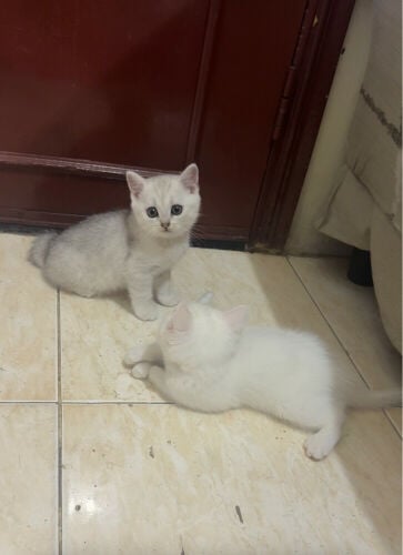 pure scottish female kittens