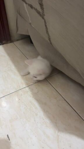 pure scottish female kitten